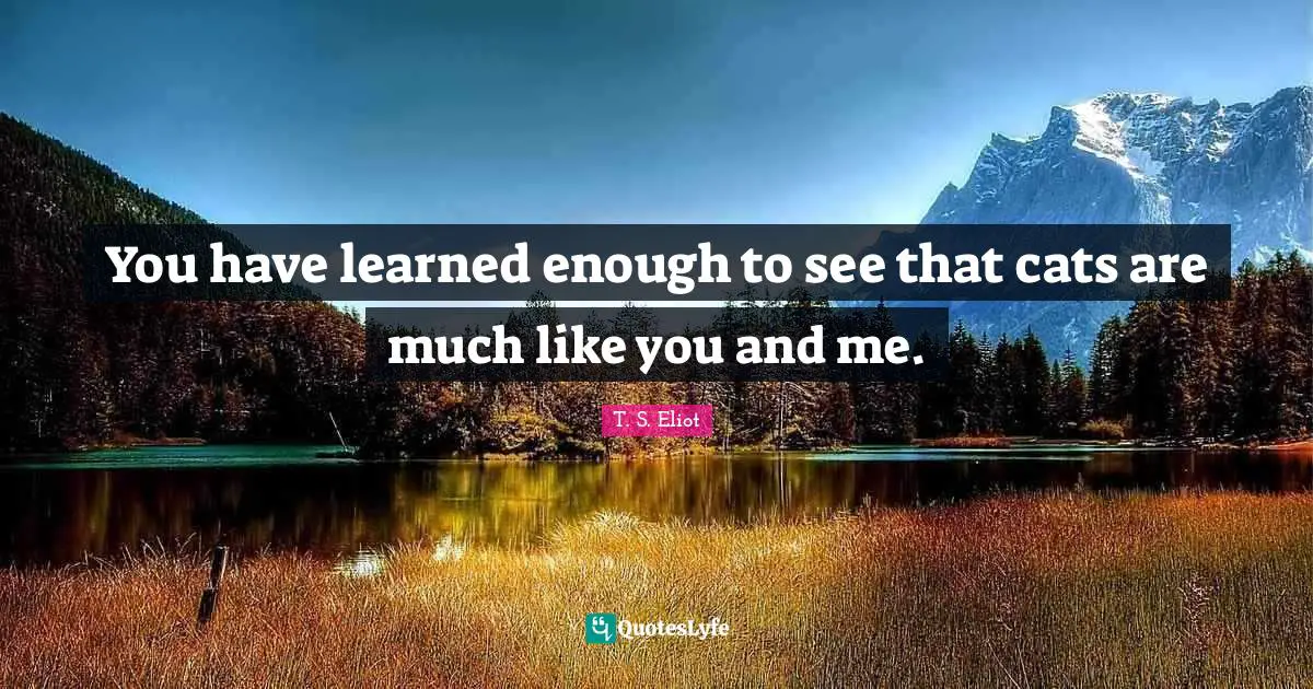 You have learned enough to see that cats are much like you and me.