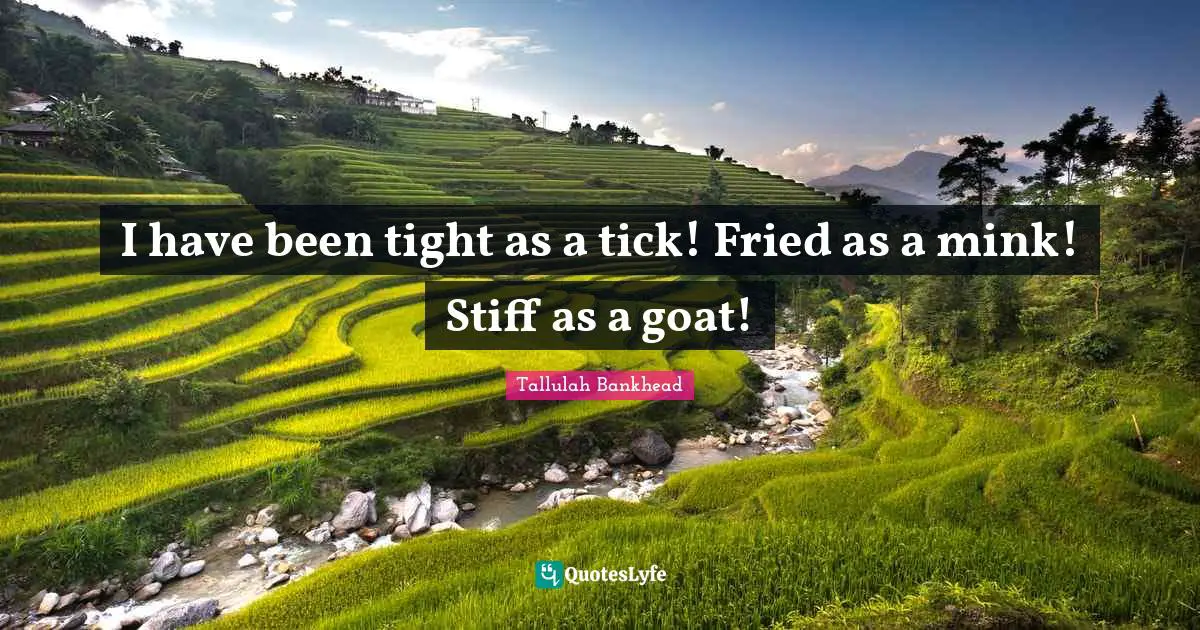 I have been tight as a tick! Fried as a mink! Stiff as a goat!