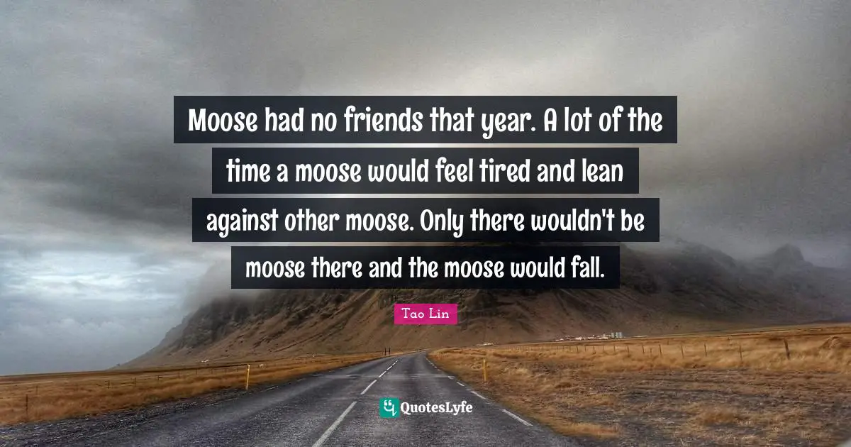 Moose had no friends that year. A lot of the time a moose would feel tired and lean against other moose. Only there wouldn't be moose there and the moose would fall.