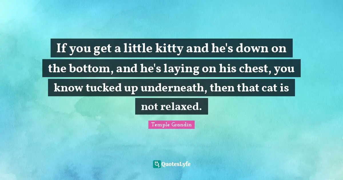 If you get a little kitty and he's down on the bottom, and he's laying on his chest, you know tucked up underneath, then that cat is not relaxed.