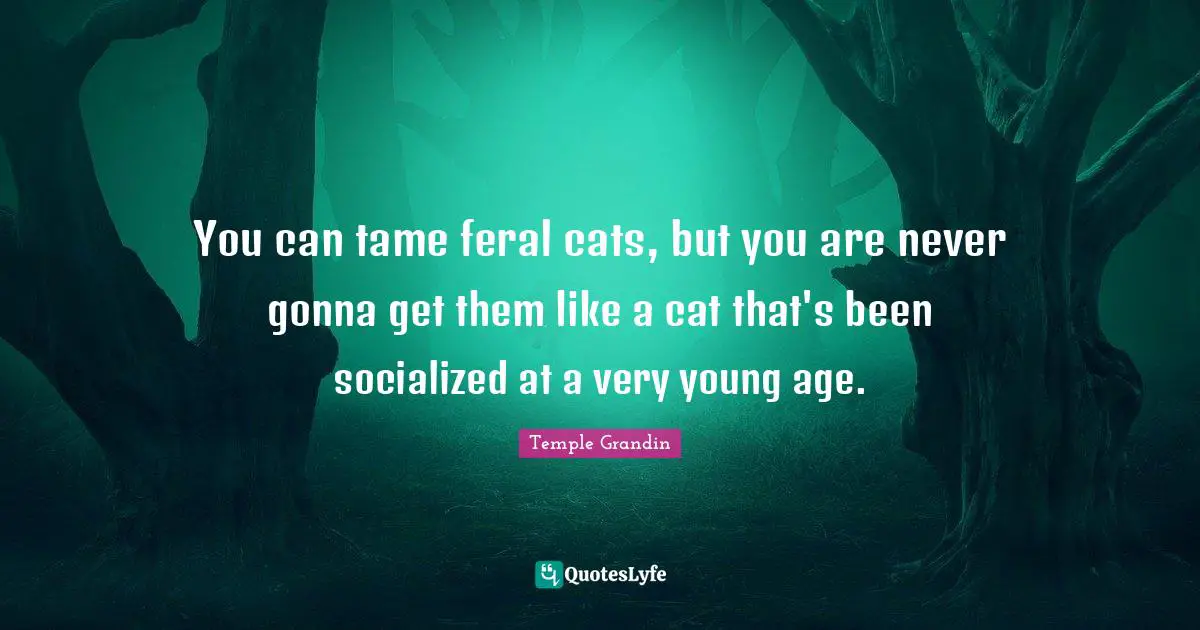 You can tame feral cats, but you are never gonna get them like a cat that's been socialized at a very young age.