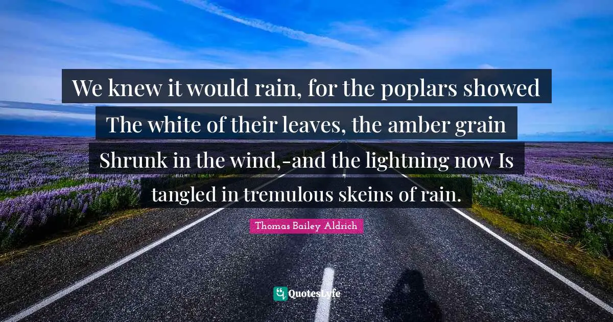 Thomas Bailey Aldrich Quotes: "We knew it would rain, for the poplars showed The white of their leaves, the amber grain Shrunk in the wind,-and the lightning now Is tangled in tremulous skeins of rain."