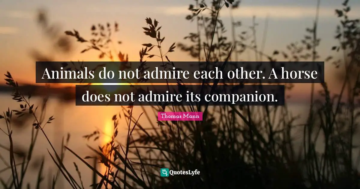 Animals do not admire each other. A horse does not admire its companion.