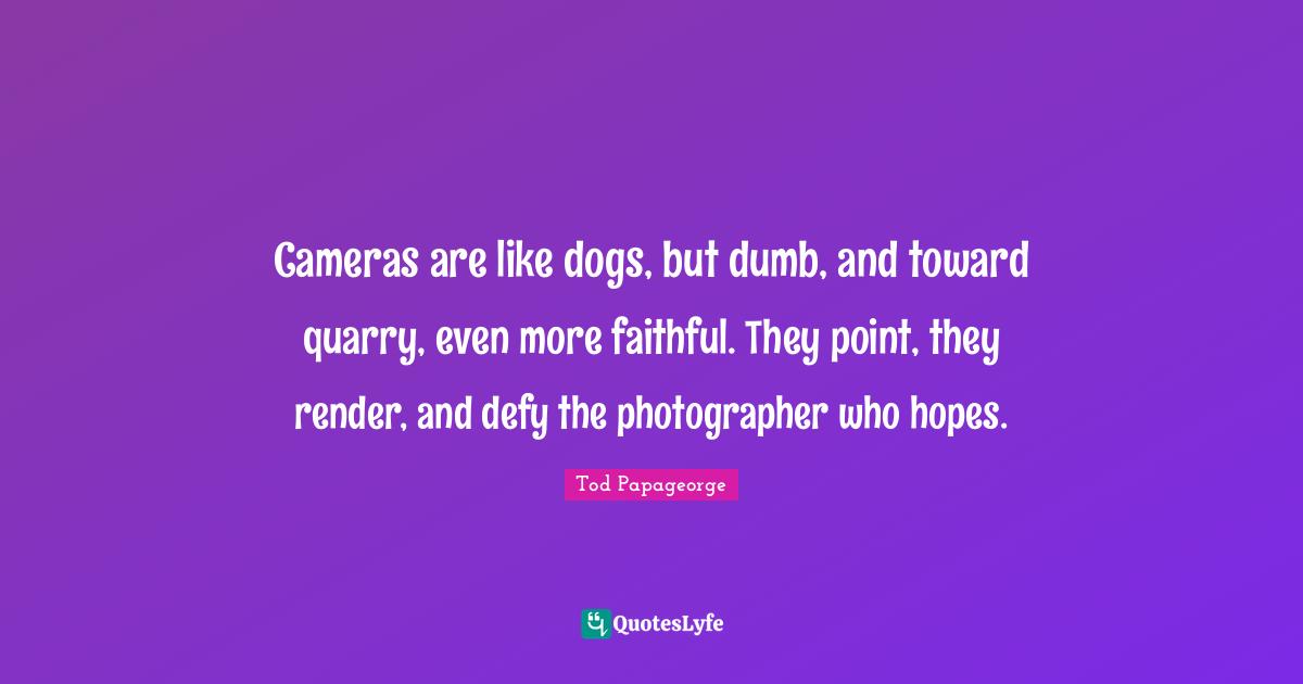 Cameras are like dogs, but dumb, and toward quarry, even more faithful. They point, they render, and defy the photographer who hopes.