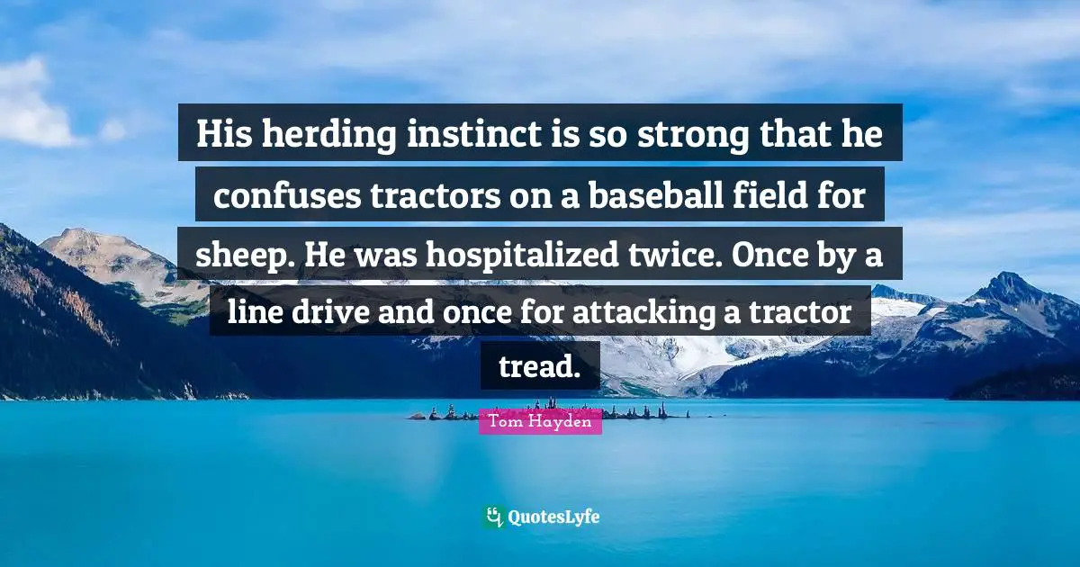 Tom Hayden Quotes: "His herding instinct is so strong that he confuses tractors on a baseball field for sheep. He was hospitalized twice. Once by a line drive and once for attacking a tractor tread."