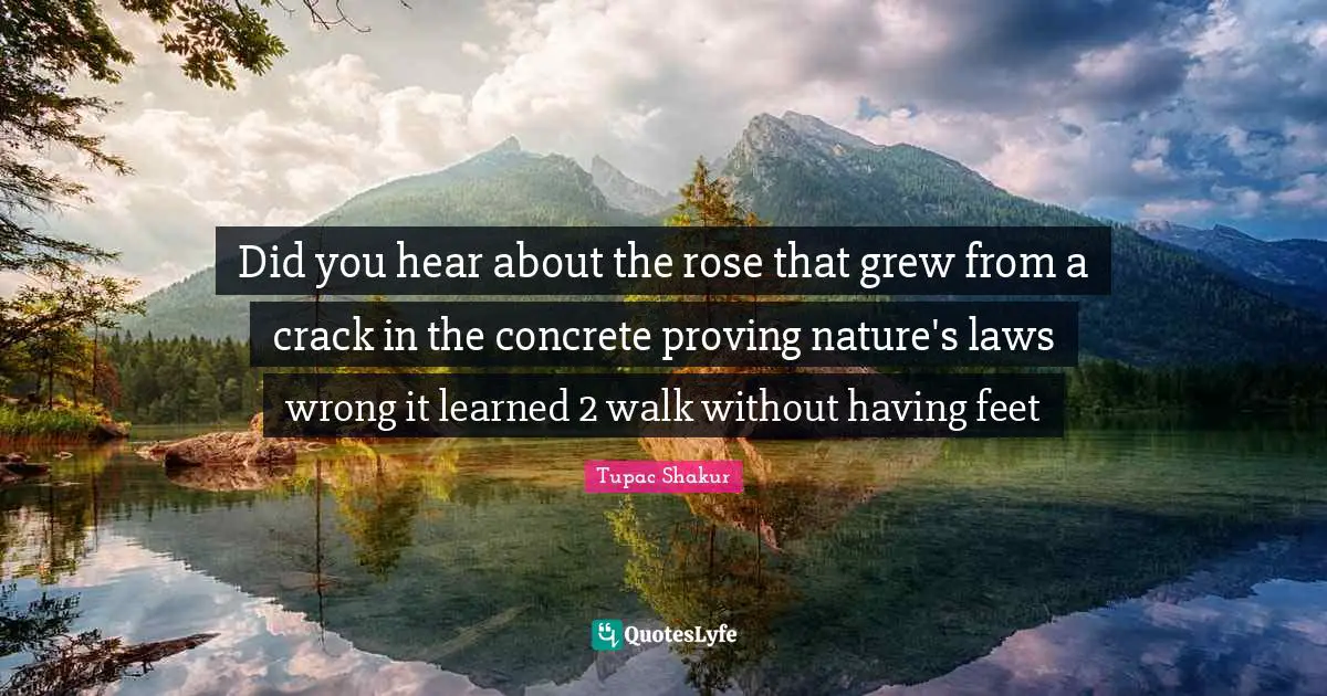 Did you hear about the rose that grew from a crack in the concrete proving nature's laws wrong it learned 2 walk without having feet