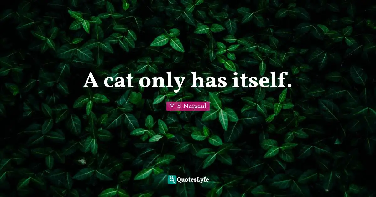 A cat only has itself.