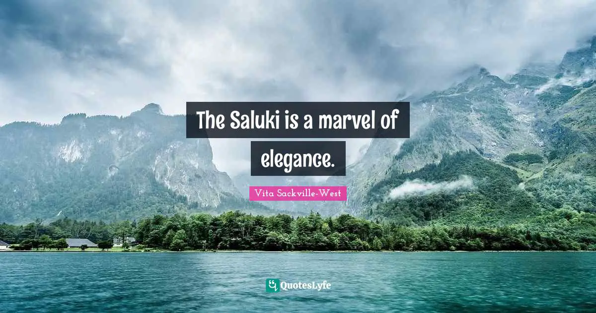 The Saluki is a marvel of elegance.