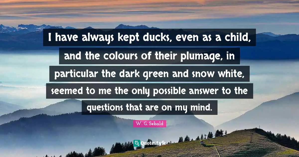 I have always kept ducks, even as a child, and the colours of their plumage, in particular the dark green and snow white, seemed to me the only possible answer to the questions that are on my mind.