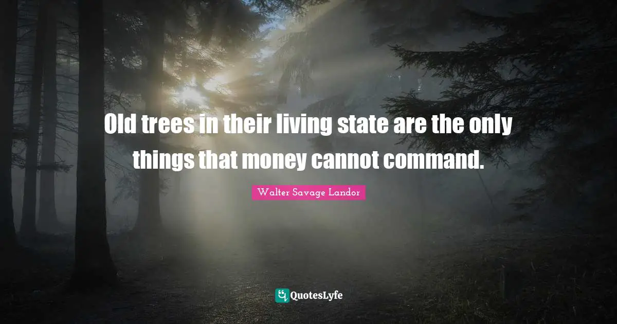 Old trees in their living state are the only things that money cannot command.