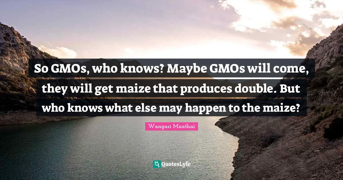 So GMOs, who knows? Maybe GMOs will come, they will get maize that produces double. But who knows what else may happen to the maize?