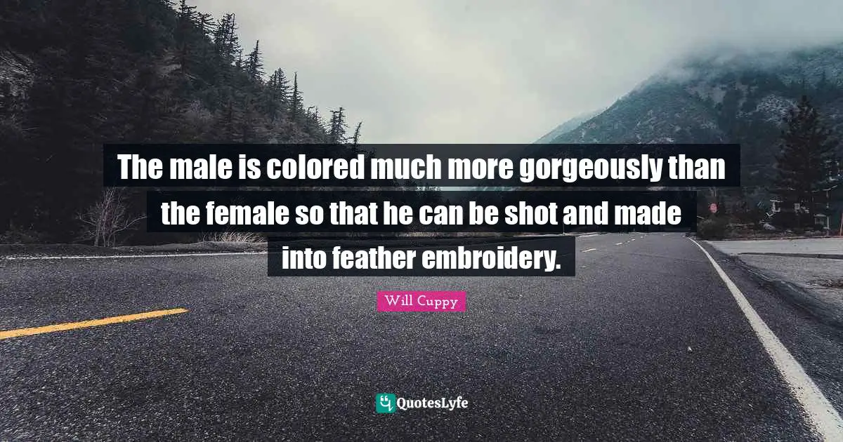 The male is colored much more gorgeously than the female so that he can be shot and made into feather embroidery.