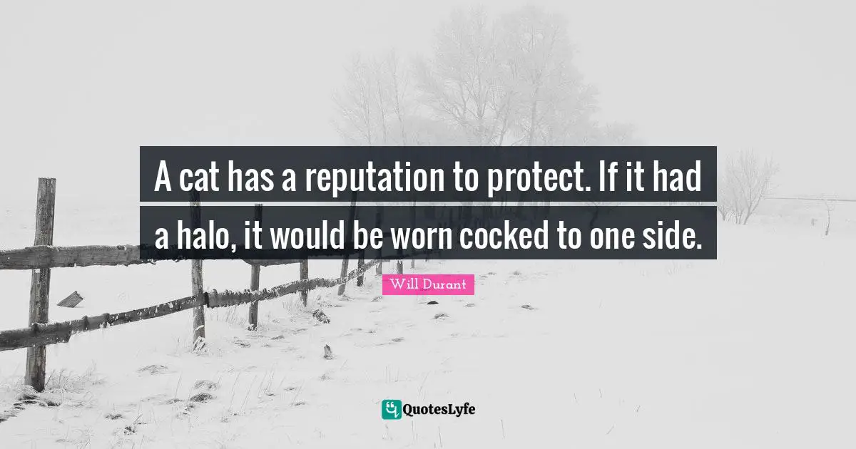 A cat has a reputation to protect. If it had a halo, it would be worn cocked to one side.