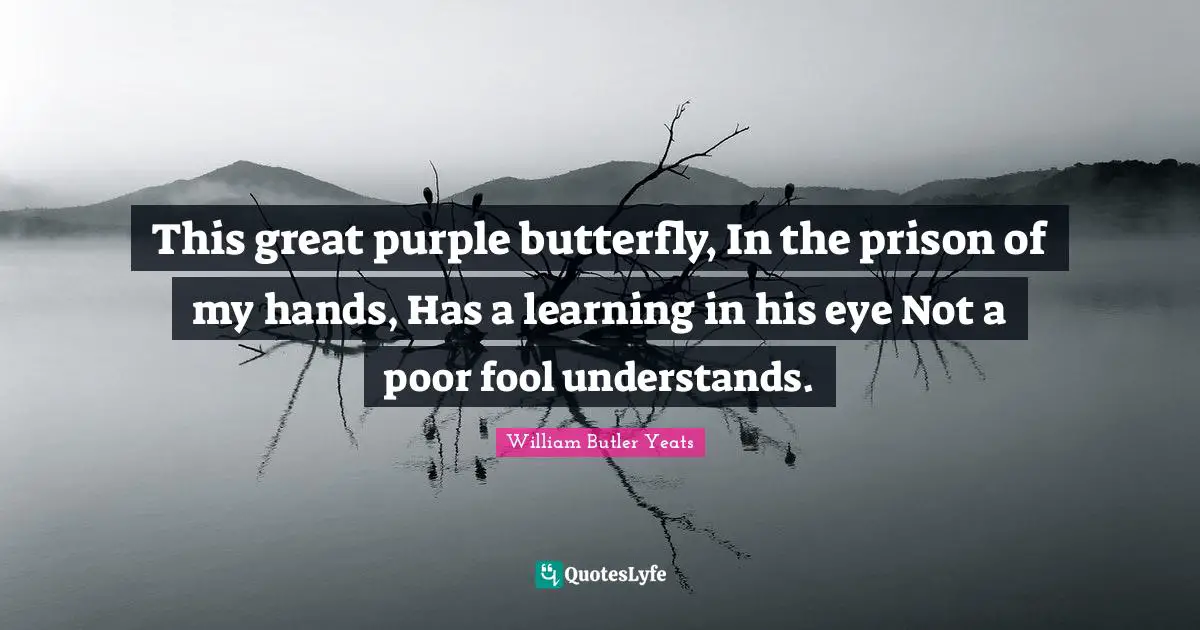William Butler Yeats Quotes: "This great purple butterfly, In the prison of my hands, Has a learning in his eye Not a poor fool understands."