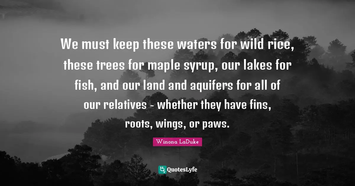 Maple Quotes: "We must keep these waters for wild rice, these trees for maple syrup, our lakes for fish, and our land and aquifers for all of our relatives - whether they have fins, roots, wings, or paws."