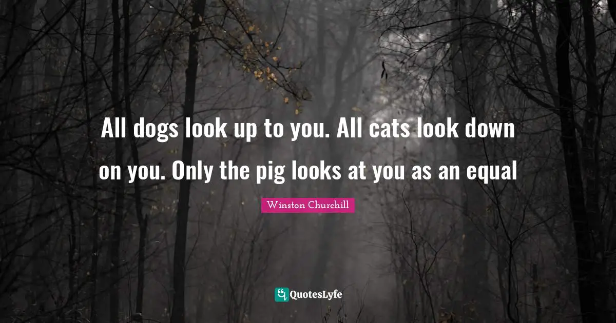 All dogs look up to you. All cats look down on you. Only the pig looks at you as an equal