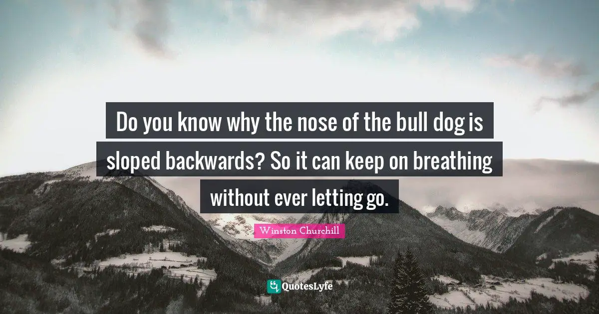 Do you know why the nose of the bull dog is sloped backwards? So it can keep on breathing without ever letting go.