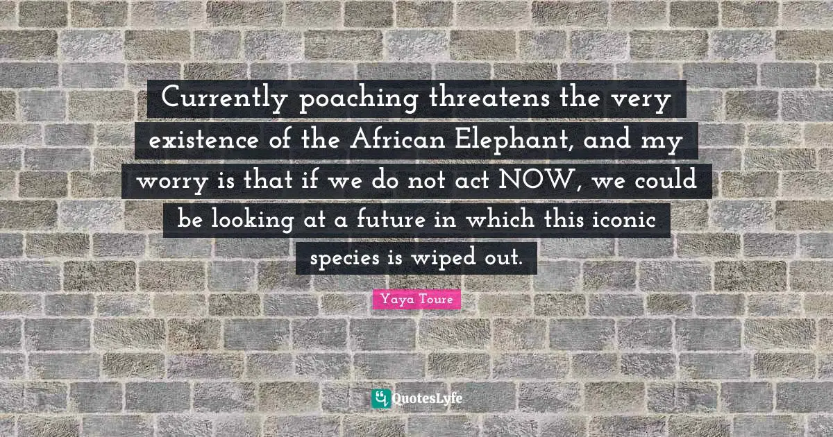 Currently poaching threatens the very existence of the African Elephant, and my worry is that if we do not act NOW, we could be looking at a future in which this iconic species is wiped out.