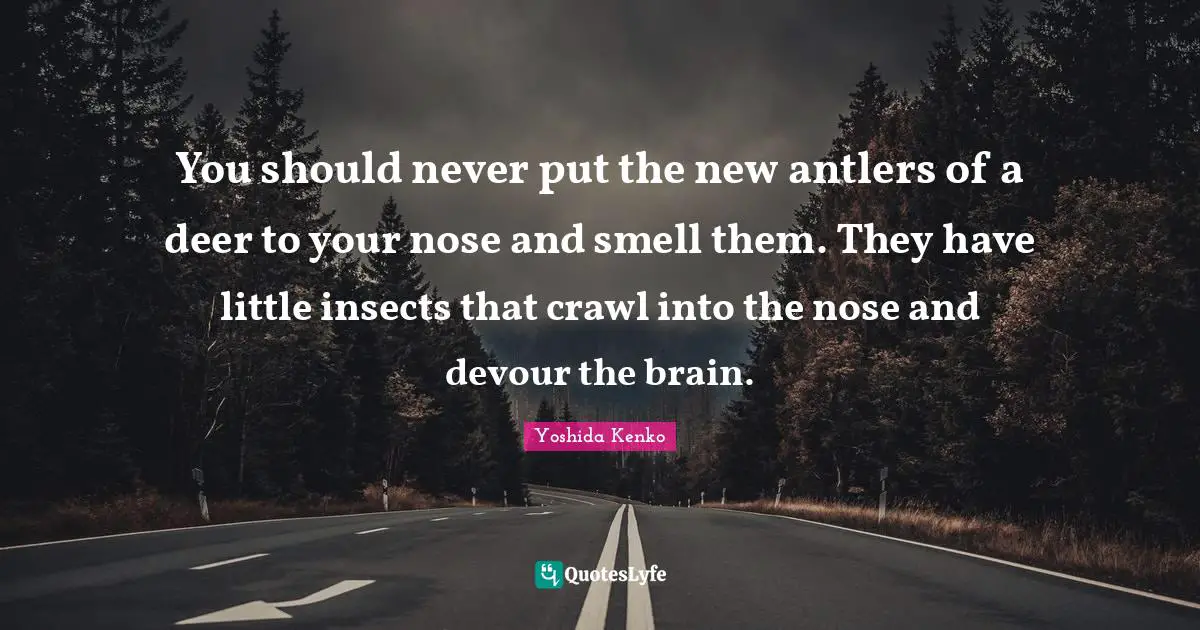 You should never put the new antlers of a deer to your nose and smell them. They have little insects that crawl into the nose and devour the brain.