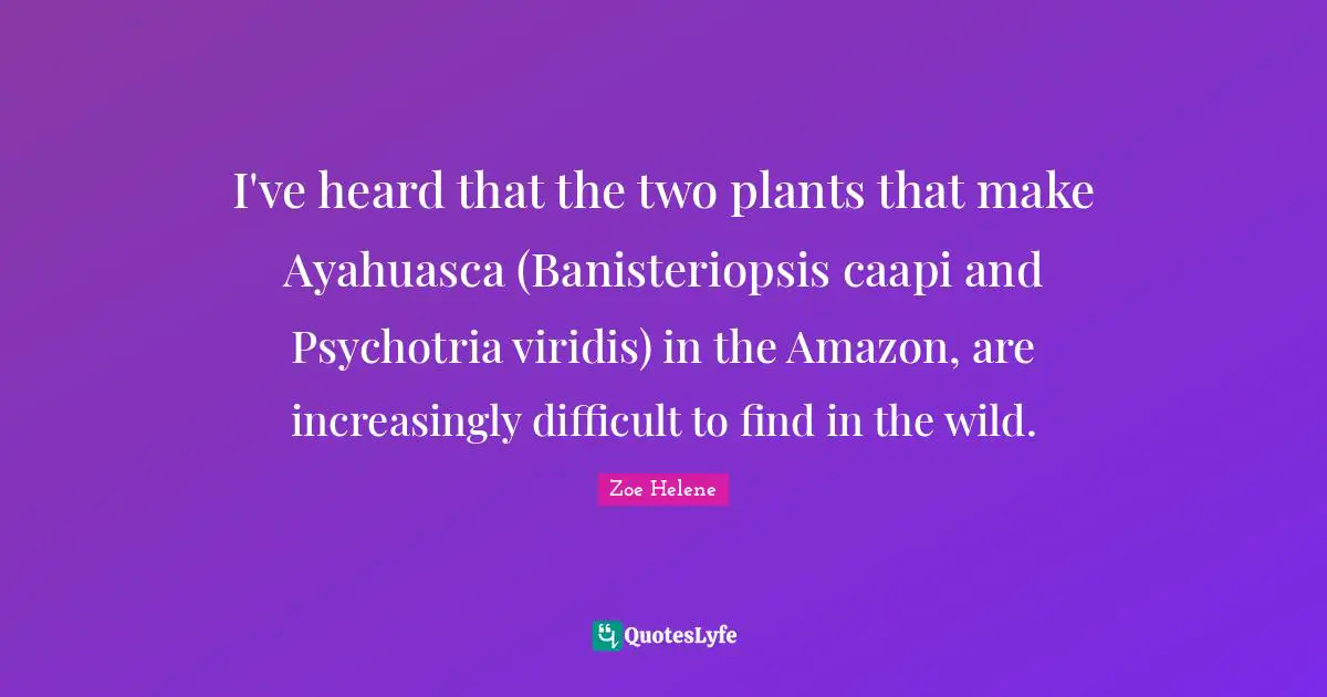 I've heard that the two plants that make Ayahuasca (Banisteriopsis caapi and Psychotria viridis) in the Amazon, are increasingly difficult to find in the wild.
