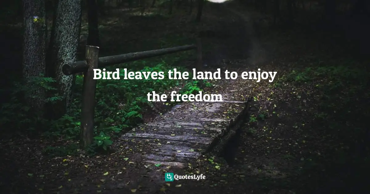Bird leaves the land to enjoy the freedom
