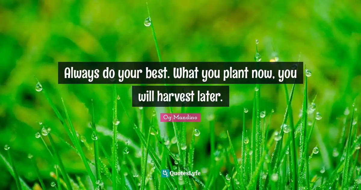 Og Mandino Quotes: Always do your best. What you plant now, you will harvest later.