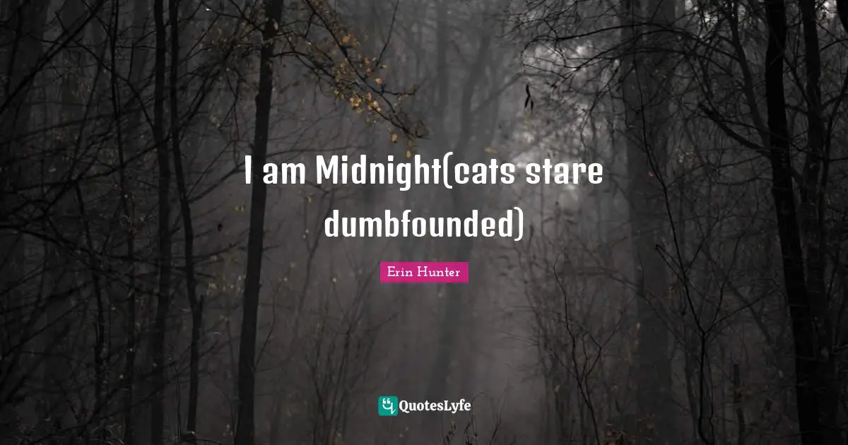 I am Midnight(cats stare dumbfounded)