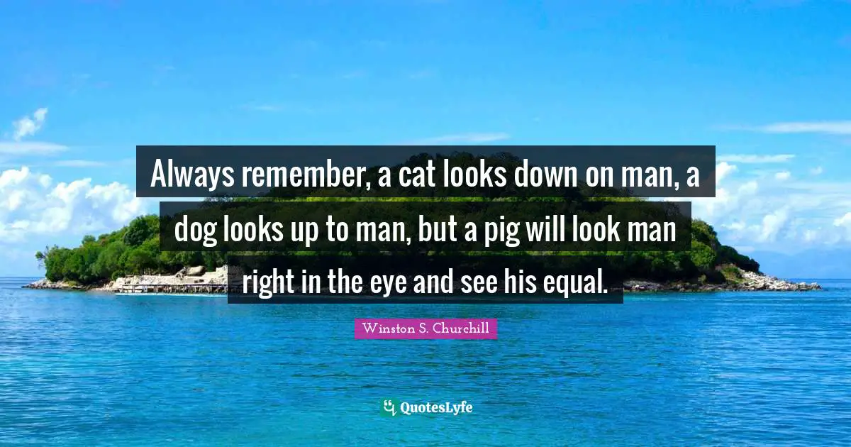 Winston S. Churchill Quotes: "Always remember, a cat looks down on man, a dog looks up to man, but a pig will look man right in the eye and see his equal."