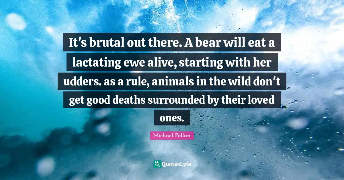 It's brutal out there. A bear will eat a lactating ewe alive, starting with her udders. as a rule, animals in the wild don't get good deaths surrounded by their loved ones.