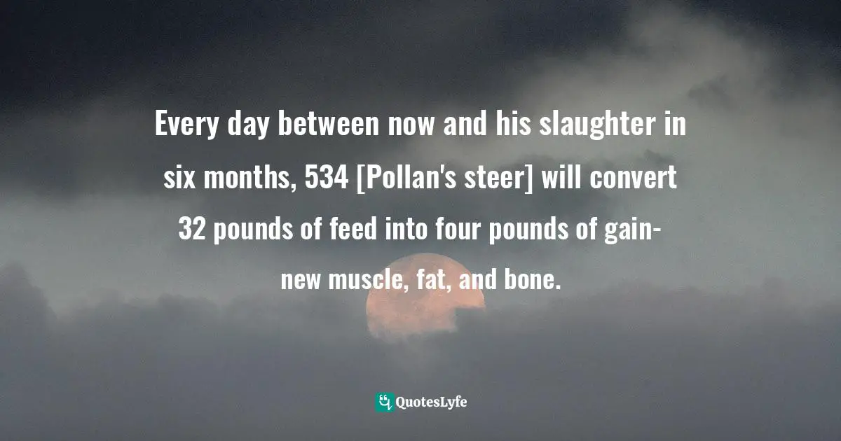 Every day between now and his slaughter in six months, 534 [Pollan's steer] will convert 32 pounds of feed into four pounds of gain- new muscle, fat, and bone.