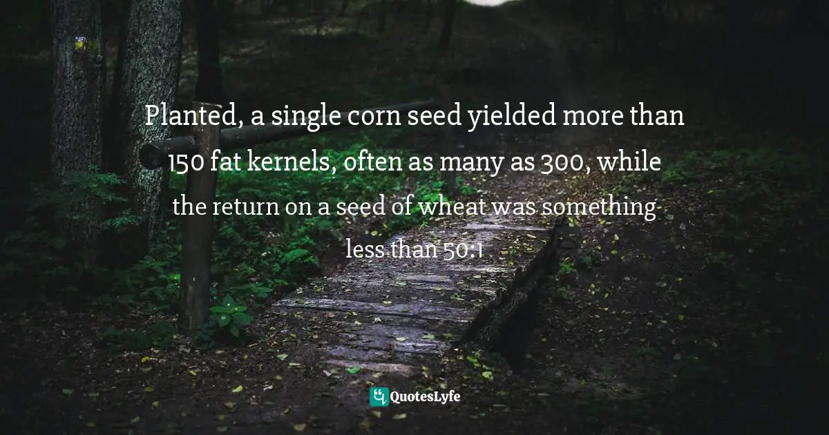 Planted, a single corn seed yielded more than 150 fat kernels, often as many as 300, while the return on a seed of wheat was something less than 50:1