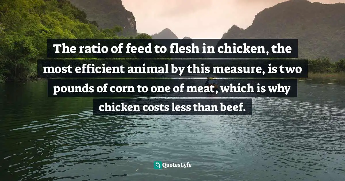 The ratio of feed to flesh in chicken, the most efficient animal by this measure, is two pounds of corn to one of meat, which is why chicken costs less than beef.