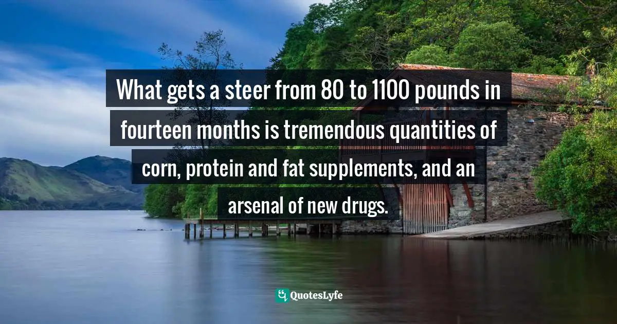 What gets a steer from 80 to 1100 pounds in fourteen months is tremendous quantities of corn, protein and fat supplements, and an arsenal of new drugs.