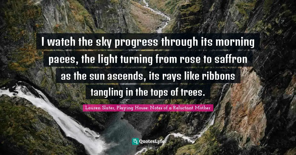 I watch the sky progress through its morning paces, the light turning from rose to saffron as the sun ascends, its rays like ribbons tangling in the tops of trees.