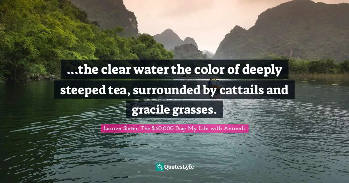 ...the clear water the color of deeply steeped tea, surrounded by cattails and gracile grasses.