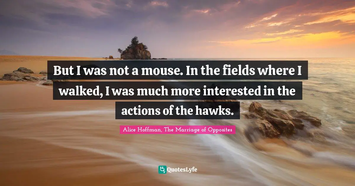 But I was not a mouse. In the fields where I walked, I was much more interested in the actions of the hawks.