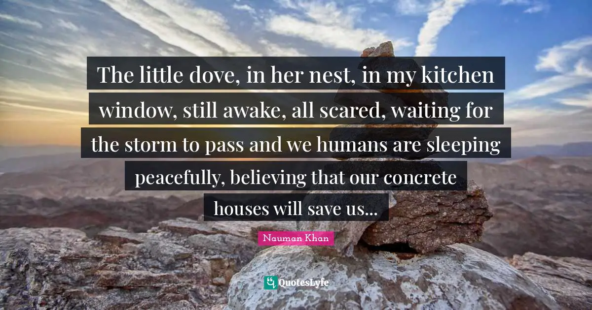The little dove, in her nest, in my kitchen window, still awake, all scared, waiting for the storm to pass and we humans are sleeping peacefully, believing that our concrete houses will save us...