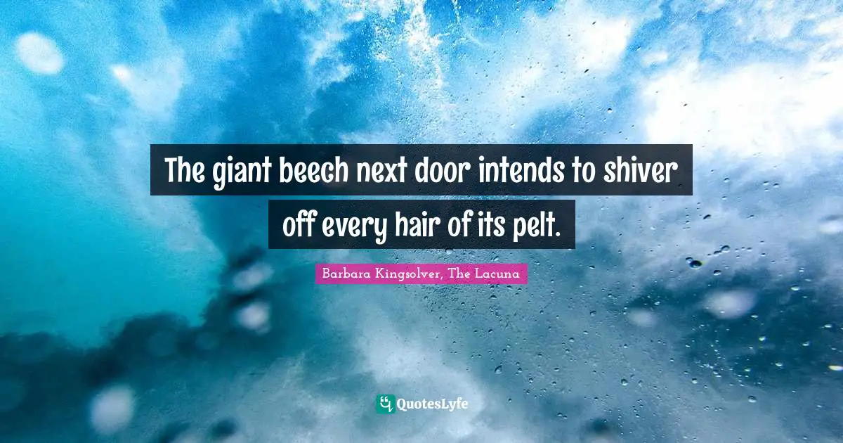 The giant beech next door intends to shiver off every hair of its pelt.