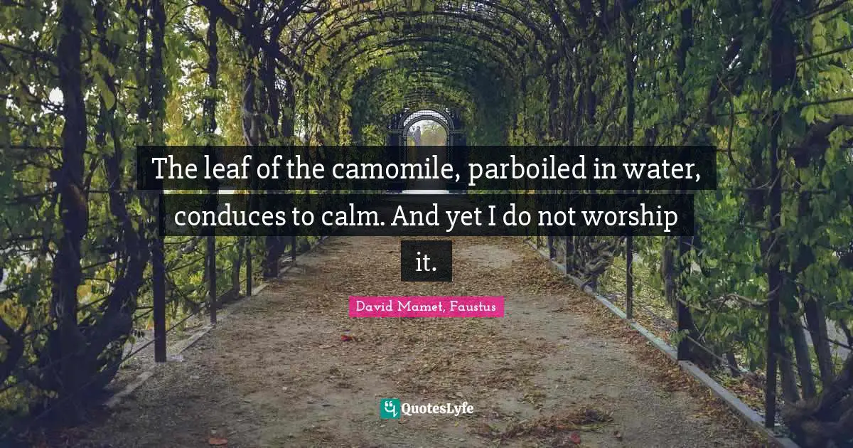 The leaf of the camomile, parboiled in water, conduces to calm. And yet I do not worship it.