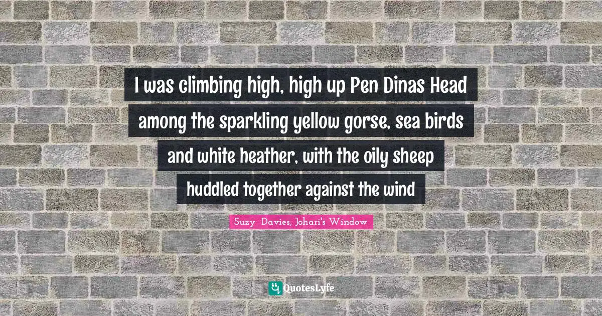 I was climbing high, high up Pen Dinas Head among the sparkling yellow gorse, sea birds and white heather, with the oily sheep huddled together against the wind