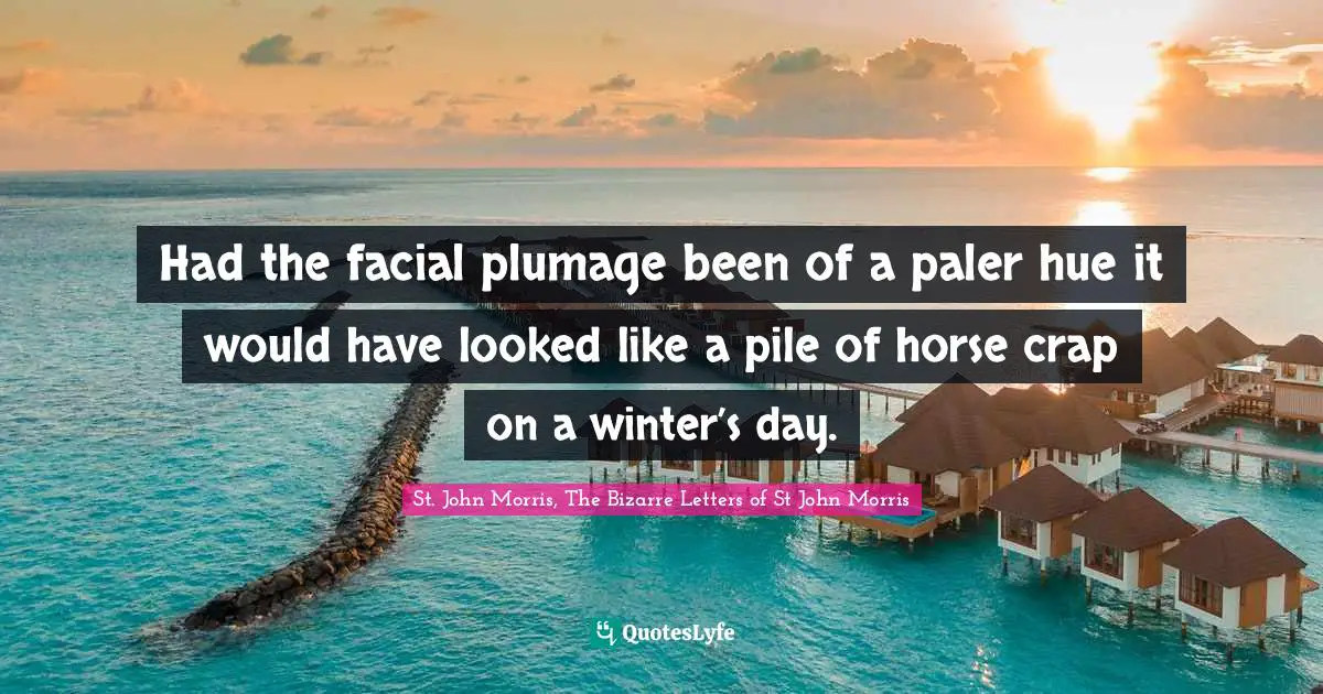 Had the facial plumage been of a paler hue it would have looked like a pile of horse crap on a winter’s day.