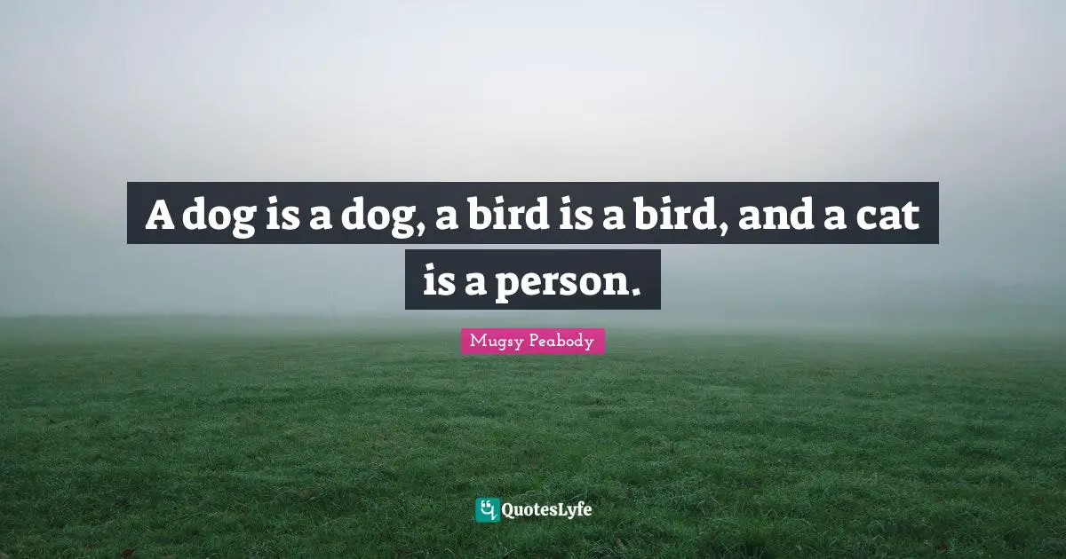 A dog is a dog, a bird is a bird, and a cat is a person.