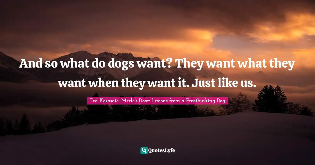 And so what do dogs want? They want what they want when they want it. Just like us.