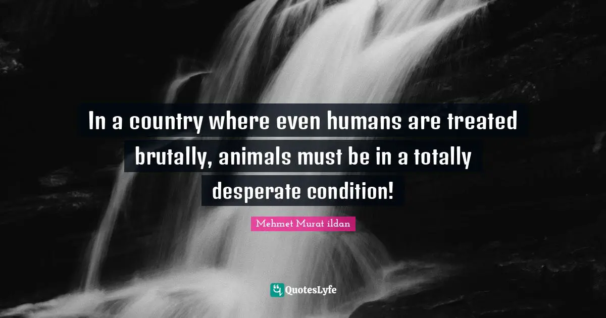 In a country where even humans are treated brutally, animals must be in a totally desperate condition!