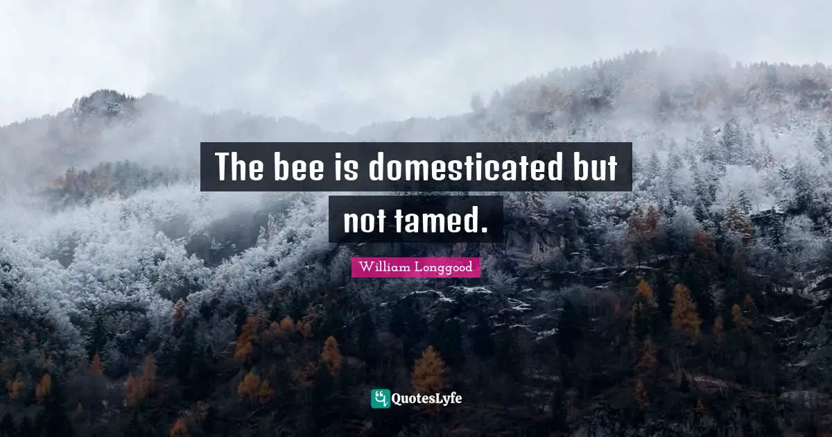 The bee is domesticated but not tamed.