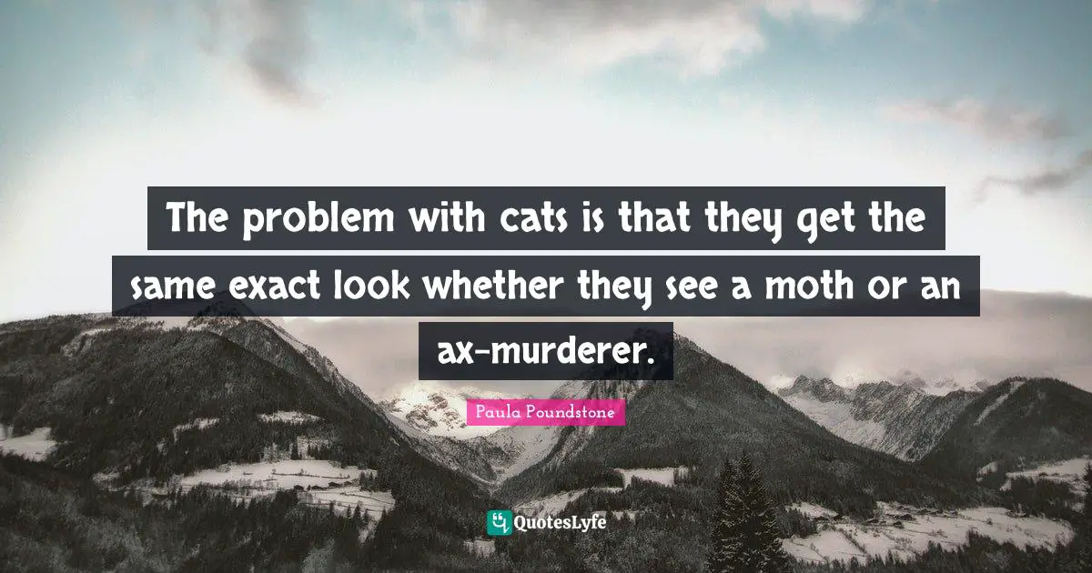 The problem with cats is that they get the same exact look whether they see a moth or an ax-murderer.