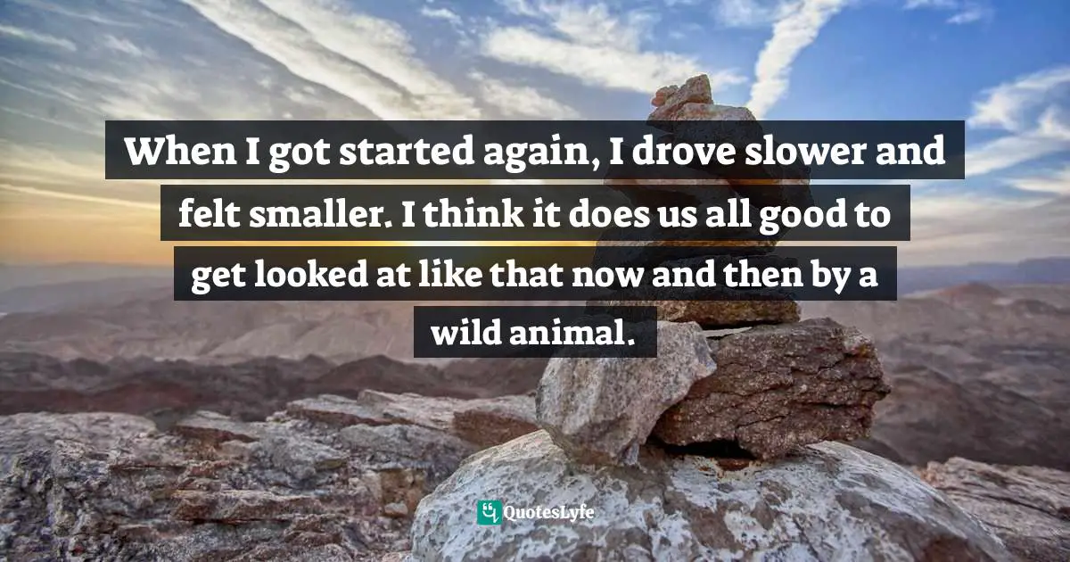 When I got started again, I drove slower and felt smaller. I think it does us all good to get looked at like that now and then by a wild animal.