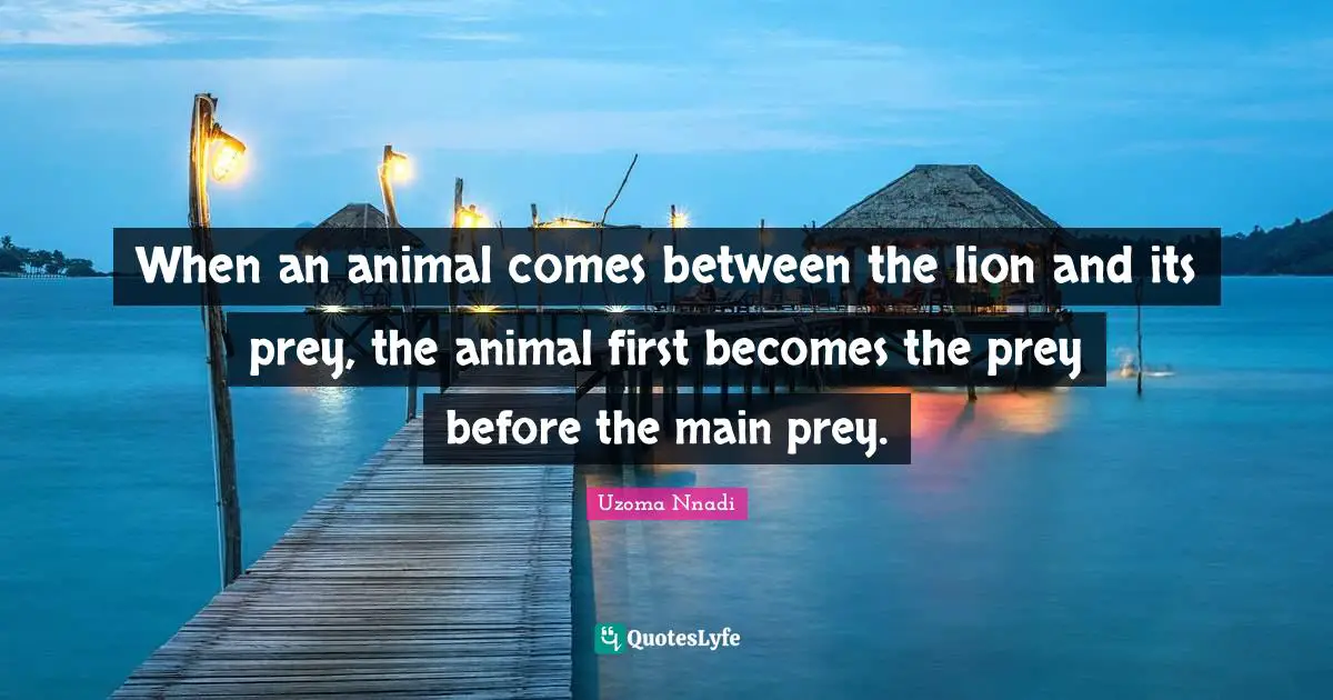 When an animal comes between the lion and its prey, the animal first becomes the prey before the main prey.