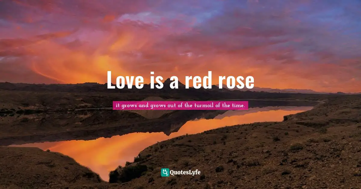 Love is a red rose