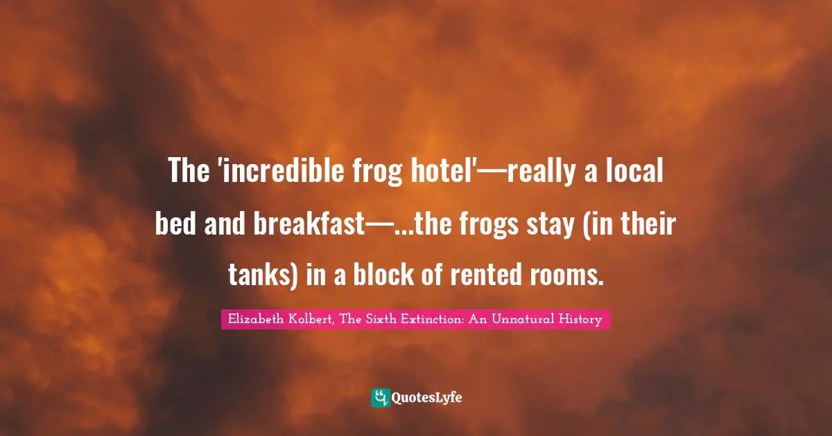 The 'incredible frog hotel'—really a local bed and breakfast—...the frogs stay (in their tanks) in a block of rented rooms.